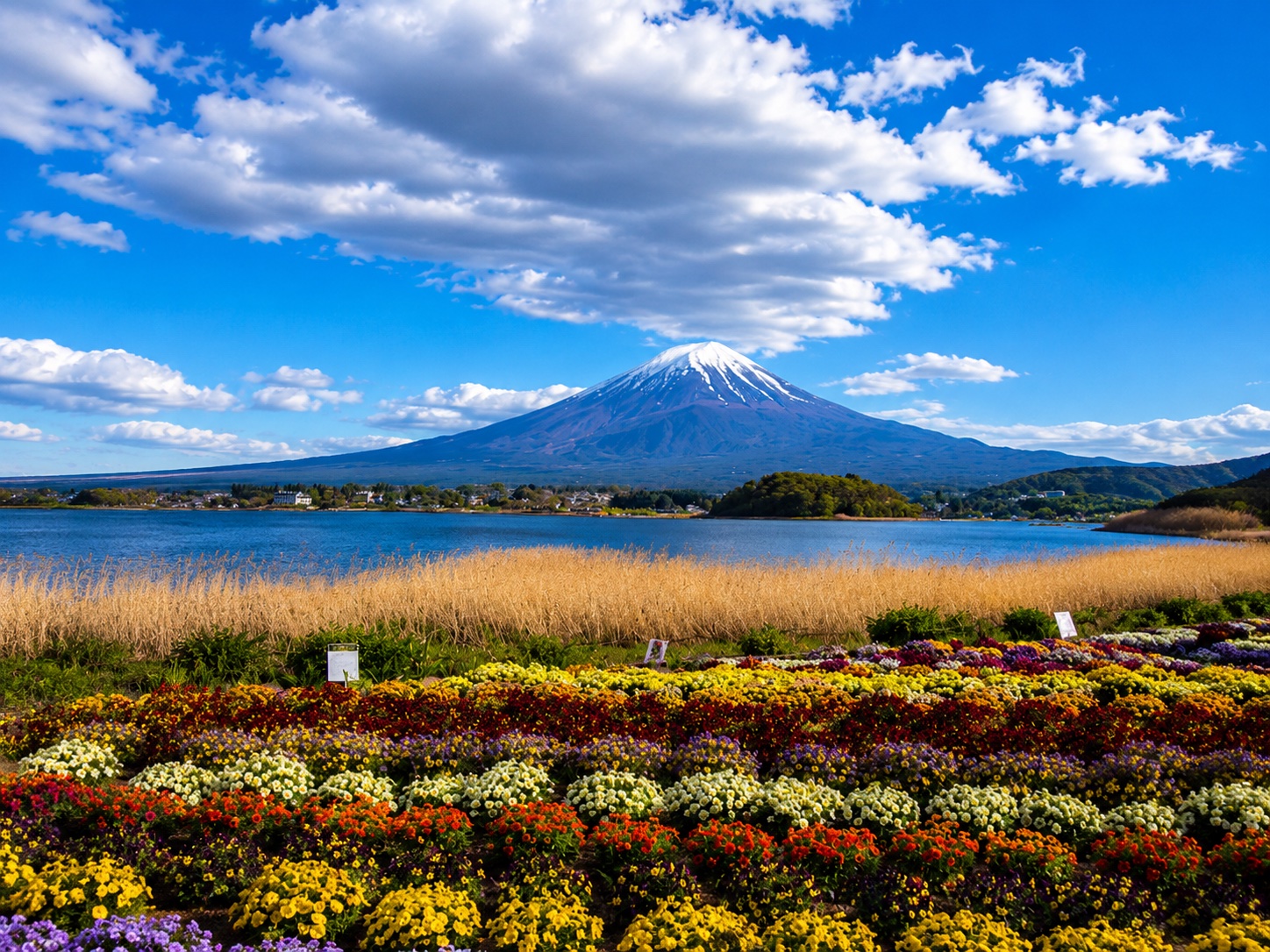 Halloween в Токио — фото 11